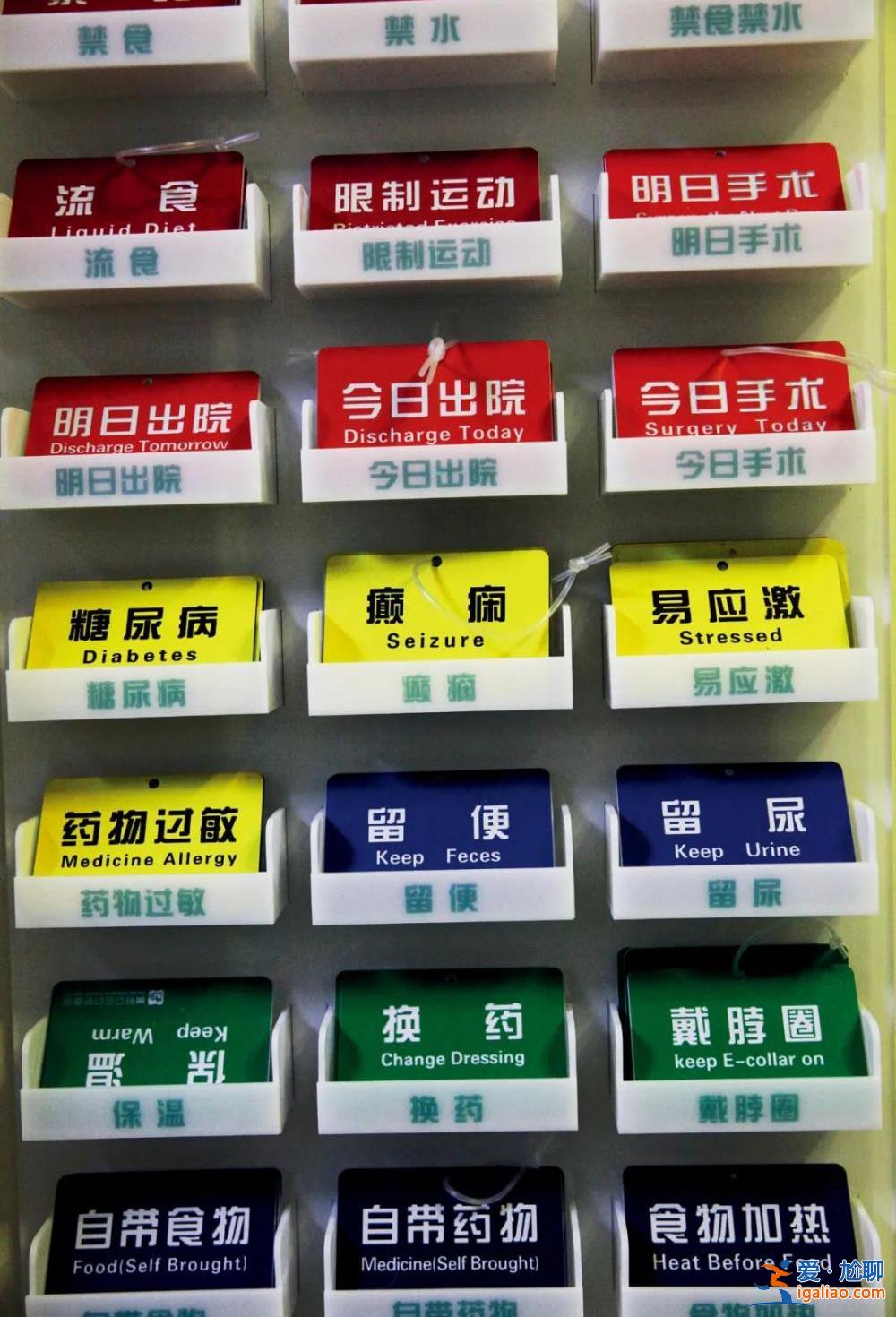 因為看病貴 他們放棄了自己的寵物? 因為看病貴 他們放棄了自己的寵物?