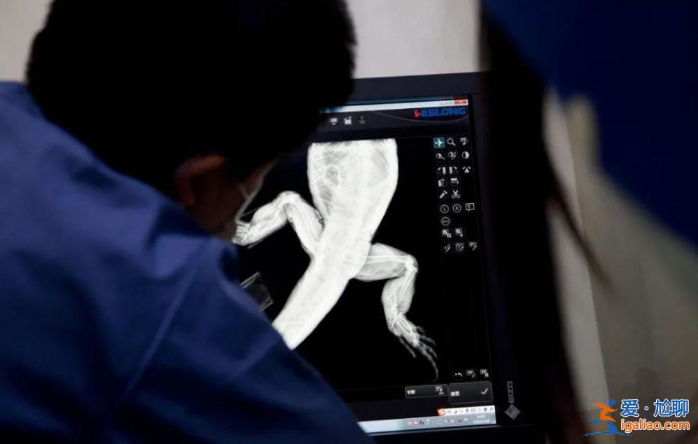 因為看病貴 他們放棄了自己的寵物? 因為看病貴 他們放棄了自己的寵物?