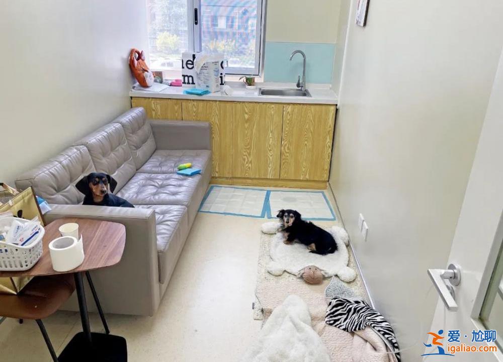 因為看病貴 他們放棄了自己的寵物? 因為看病貴 他們放棄了自己的寵物?