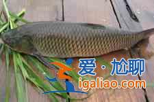 清蒸草魚的家常做法？