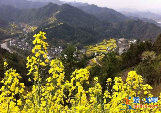 2017石潭油菜花什么時候開，2017石潭油菜花賞花攻略？