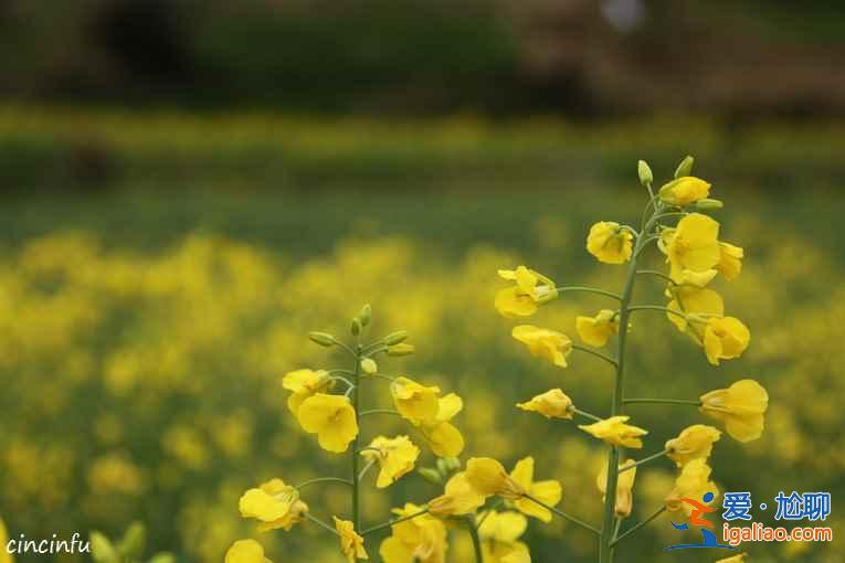 2018江西婺源油菜花線路，婺源的油菜花好看嗎？