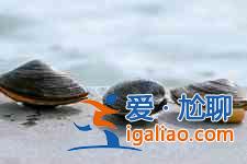 河蚌怎么洗干凈？