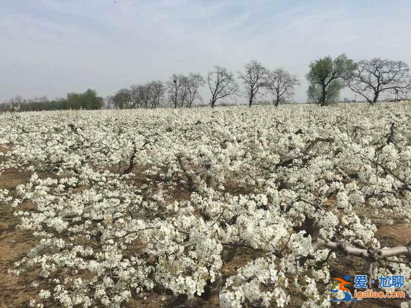 2018晉州油菜花時間、地址、門票,晉州周家莊油菜花? 2018晉州油菜花時間、地址、門票,晉州周家莊油菜花?