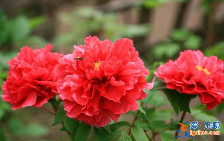 【牡丹花什么時候開】2017年國內各地牡丹花會時間? 【牡丹花什么時候開】2017年國內各地牡丹花會時間?