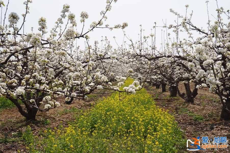 2018晉州油菜花時間、地址、門票,晉州周家莊油菜花? 2018晉州油菜花時間、地址、門票,晉州周家莊油菜花?