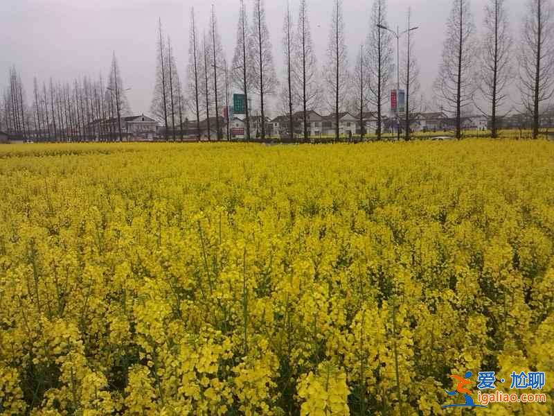 2018晉州油菜花時間、地址、門票,晉州周家莊油菜花? 2018晉州油菜花時間、地址、門票,晉州周家莊油菜花?