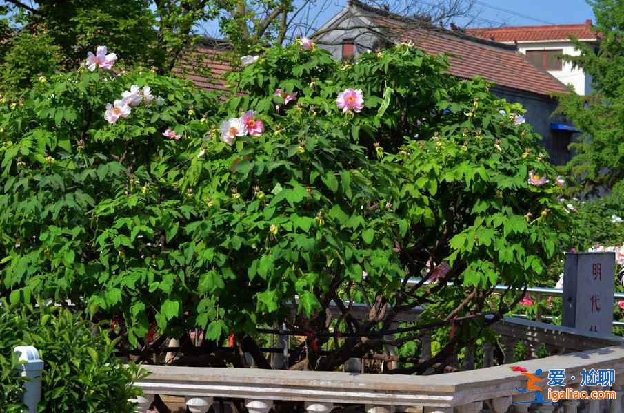 【牡丹花什么時候開】2017年國內各地牡丹花會時間? 【牡丹花什么時候開】2017年國內各地牡丹花會時間?