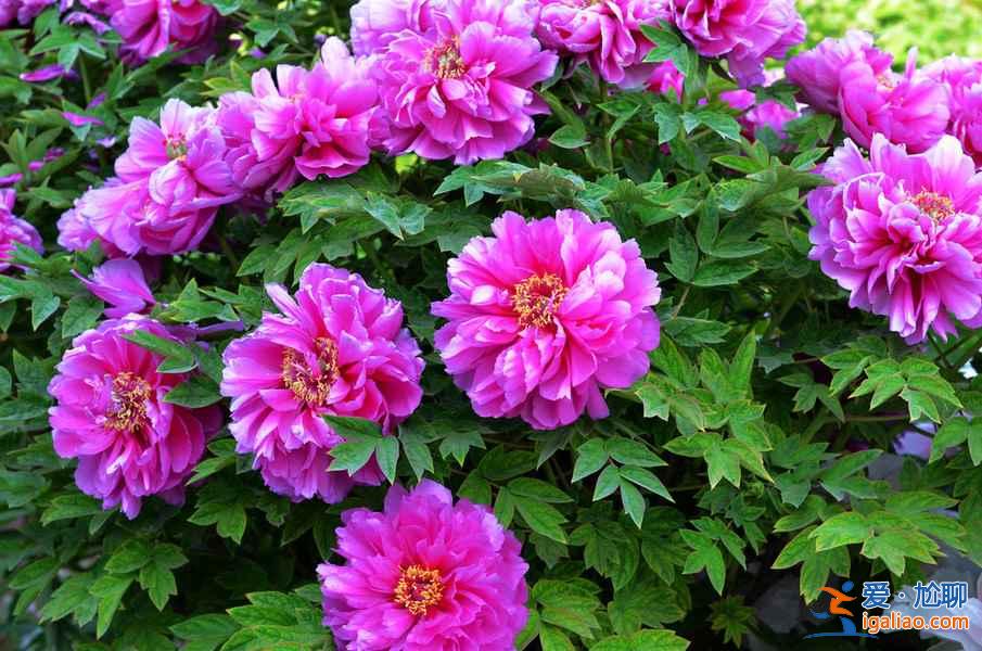 【牡丹花什么時候開】2017年國內各地牡丹花會時間? 【牡丹花什么時候開】2017年國內各地牡丹花會時間?