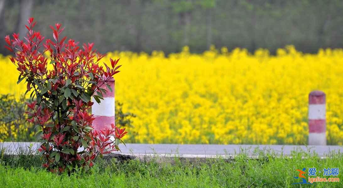 2018晉州油菜花時間、地址、門票,晉州周家莊油菜花? 2018晉州油菜花時間、地址、門票,晉州周家莊油菜花?