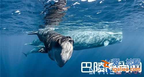 心理罪介紹 俠盜聯(lián)盟介紹鮫珠傳介紹紫宅介紹地球：神奇的一天 介紹左眼陰陽(yáng)介紹隱隱驚馬槽之決戰(zhàn)女僵尸介？