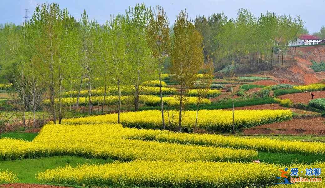 2018晉州油菜花時間、地址、門票,晉州周家莊油菜花? 2018晉州油菜花時間、地址、門票,晉州周家莊油菜花?