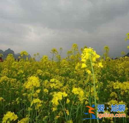 2018羅平油菜花海，羅平好玩么，羅平哪里好玩？