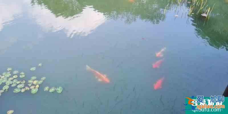 杭州一日游|金沙湖八卦田玉皇山錢塘江？