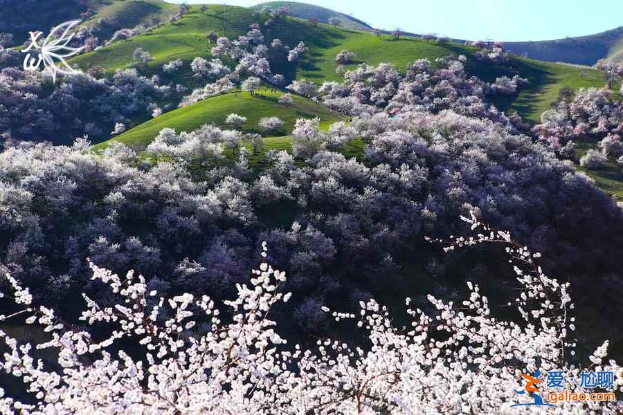 伊犁杏花溝幾月份去，伊犁杏花溝美圖？