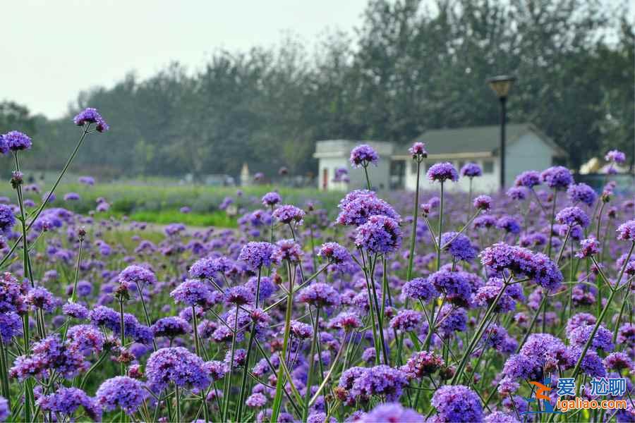 【南京薰衣草莊園開花時間】2018南京薰衣草莊園什么時候開花，南京薰衣草莊園開花時間？