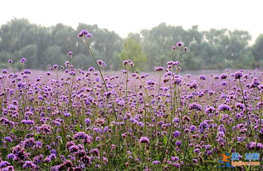 【南京薰衣草莊園開花時間】2018南京薰衣草莊園什么時候開花，南京薰衣草莊園開花時間？