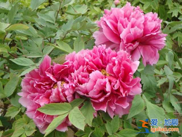 2017洛陽牡丹花會什么時候開始,2017洛陽牡丹花會? 2017洛陽牡丹花會什么時候開始,2017洛陽牡丹花會?