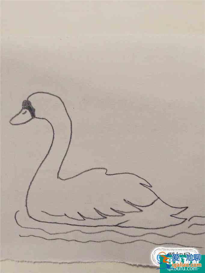 畫白天鵝的簡筆畫？