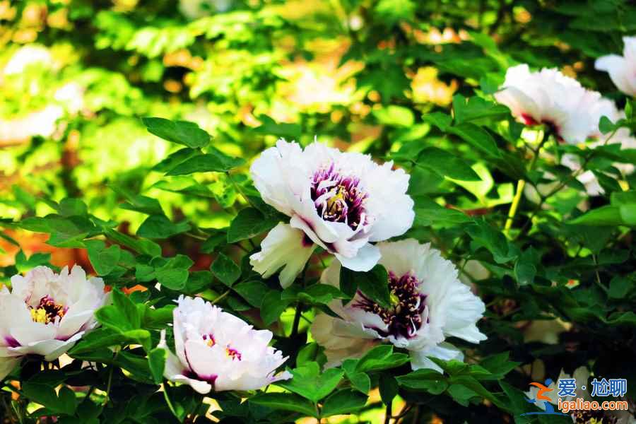 2017洛陽牡丹花會什么時候開始,2017洛陽牡丹花會? 2017洛陽牡丹花會什么時候開始,2017洛陽牡丹花會?
