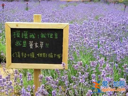 【北京薰衣草莊園】北京薰衣草莊園地址—門票，北京薰衣草主題公園？