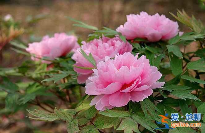 2017洛陽牡丹花會什么時候開始,2017洛陽牡丹花會? 2017洛陽牡丹花會什么時候開始,2017洛陽牡丹花會?