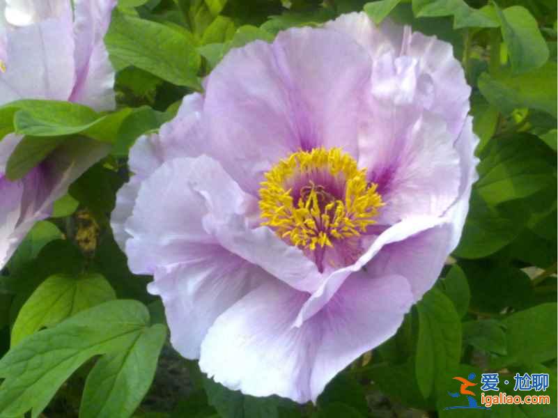 菏澤牡丹園門票，山東菏澤牡丹園怎么去？