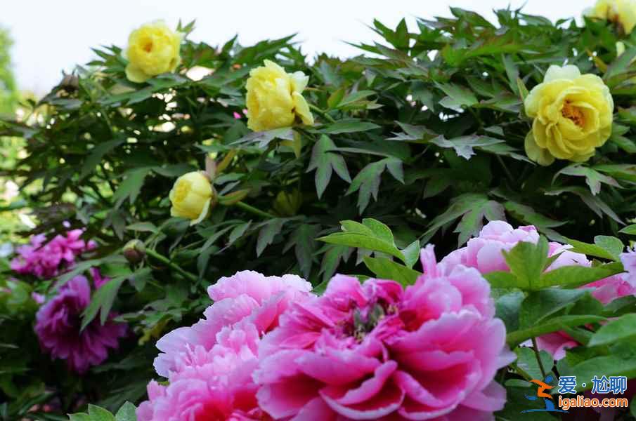 菏澤牡丹園門票，山東菏澤牡丹園怎么去？