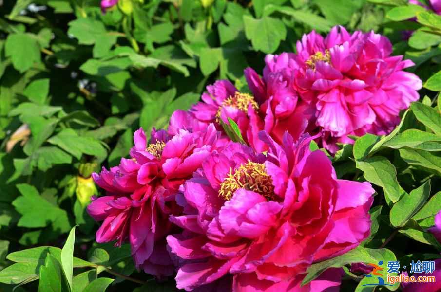 菏澤牡丹園門票，山東菏澤牡丹園怎么去？