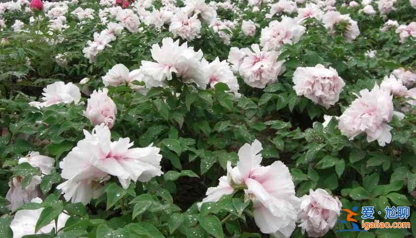菏澤牡丹園門票，山東菏澤牡丹園怎么去？