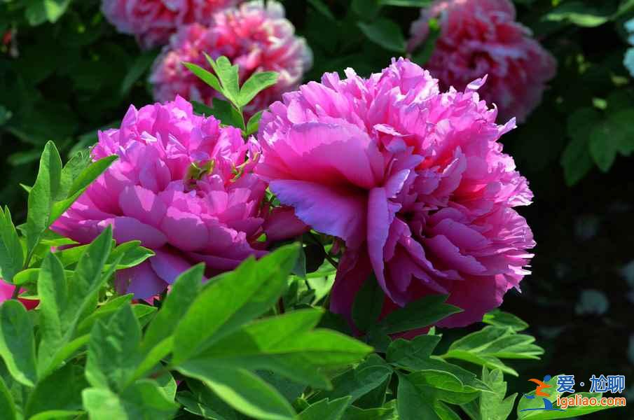 菏澤牡丹園門票，山東菏澤牡丹園怎么去？