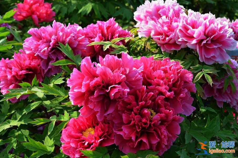 菏澤牡丹園門票，山東菏澤牡丹園怎么去？