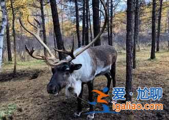 【根河在哪里】冬天根河有什么好玩的，根河為什么比漠河冷？