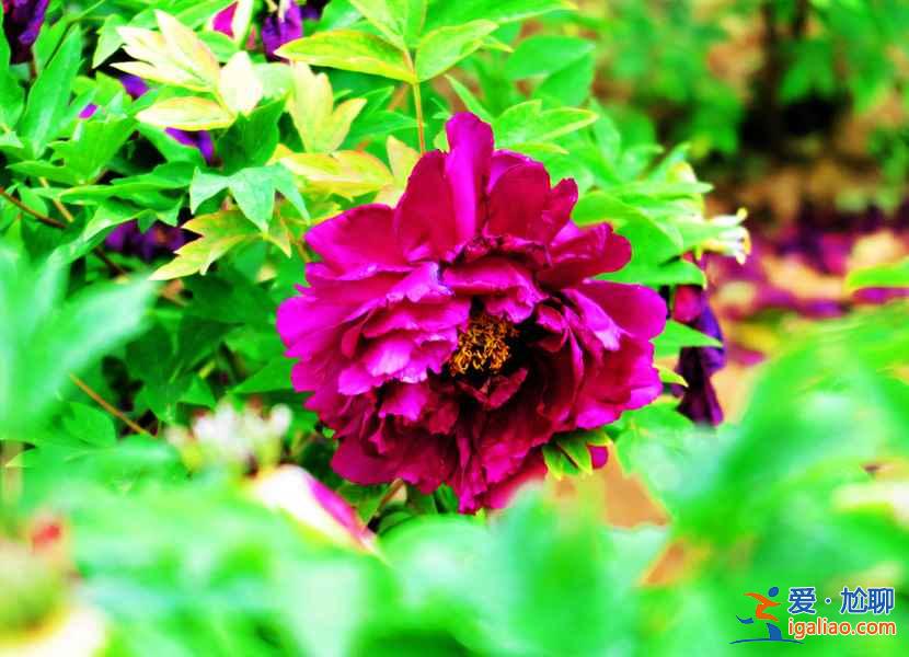 2017菏澤牡丹花會(huì)門票,2017菏澤牡丹花會(huì)門票? 2017菏澤牡丹花會(huì)門票,2017菏澤牡丹花會(huì)門票?