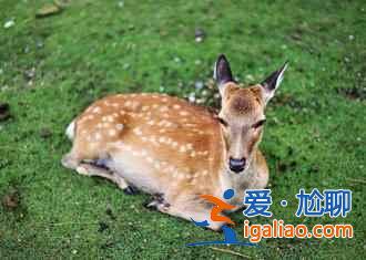 日本人最愛乘坐的“雪國(guó)列車”，國(guó)外游客很少知道??？