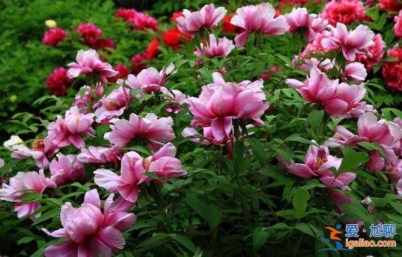 2017菏澤牡丹花會(huì)門票,2017菏澤牡丹花會(huì)門票? 2017菏澤牡丹花會(huì)門票,2017菏澤牡丹花會(huì)門票?