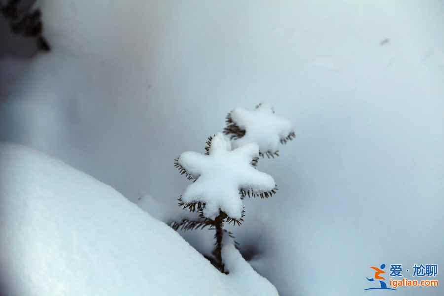 冬天去哪看雪好？冬天哪里的雪景最漂亮？中國最美雪景在哪里？？