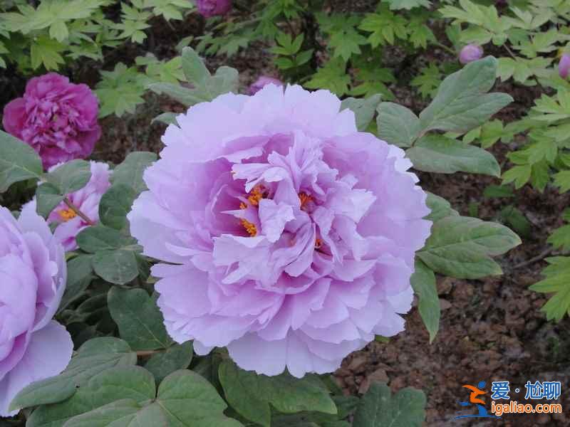 2017菏澤牡丹花會(huì)門票,2017菏澤牡丹花會(huì)門票? 2017菏澤牡丹花會(huì)門票,2017菏澤牡丹花會(huì)門票?