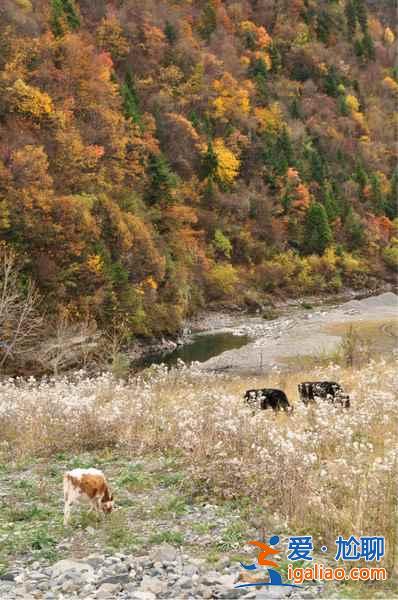 四川8大紅葉觀賞地，2018四川紅葉進入最佳觀賞期？