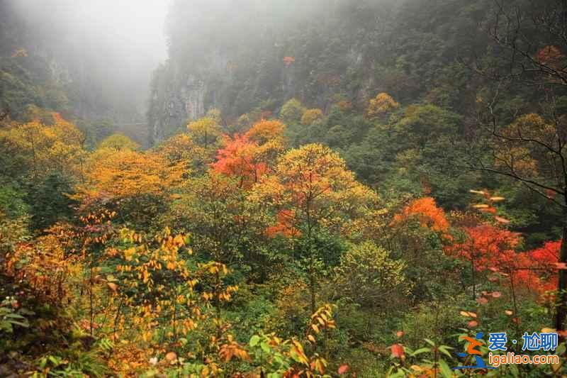四川8大紅葉觀賞地，2018四川紅葉進入最佳觀賞期？