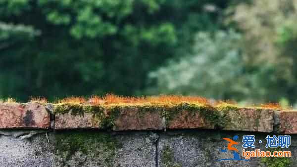 舟山村民遺棄小島20年，小島自然生長(zhǎng)恍如仙境？