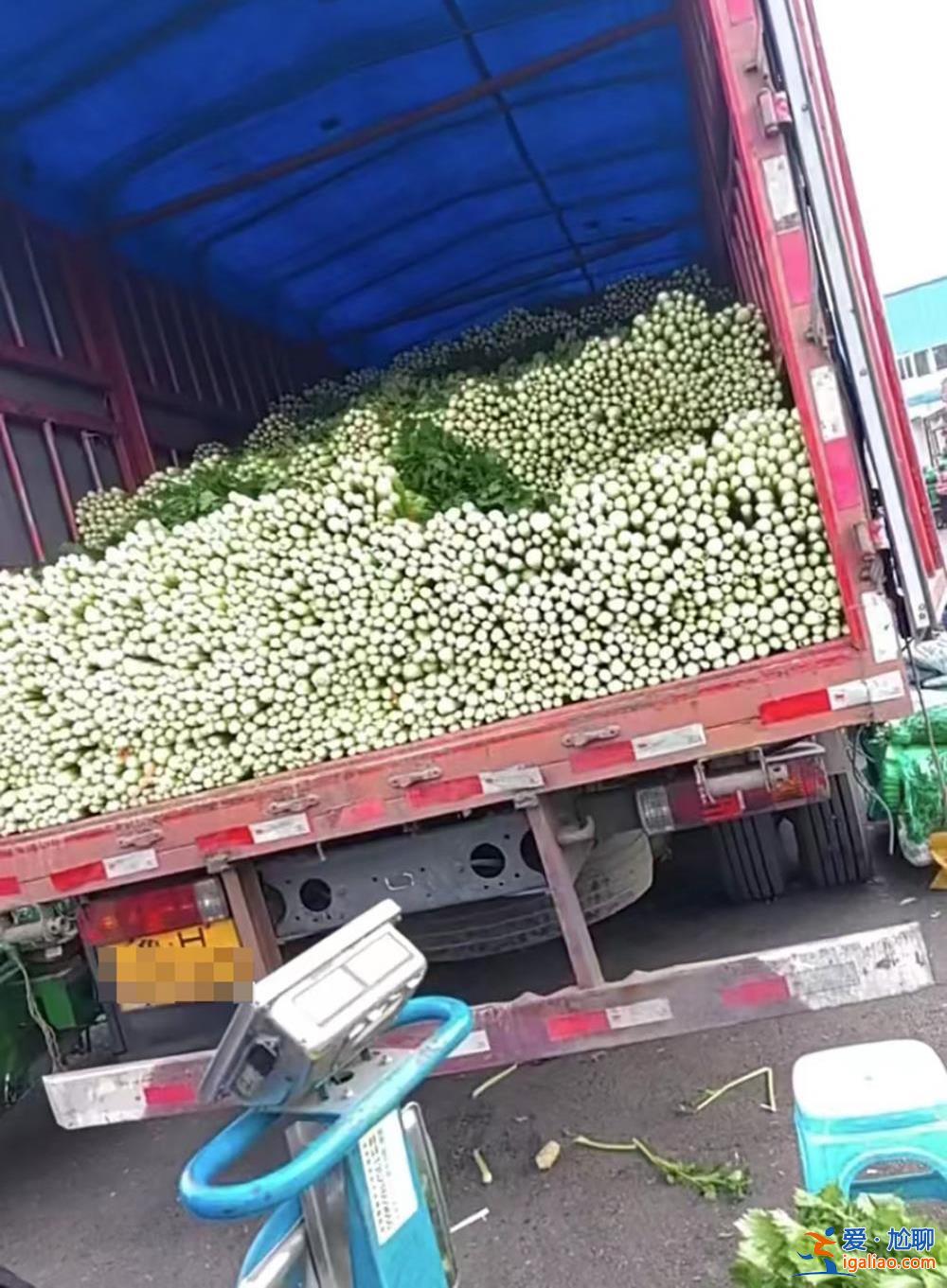 車跑不起來 娃娃菜2毛1斤菜農“也愿意賣”？