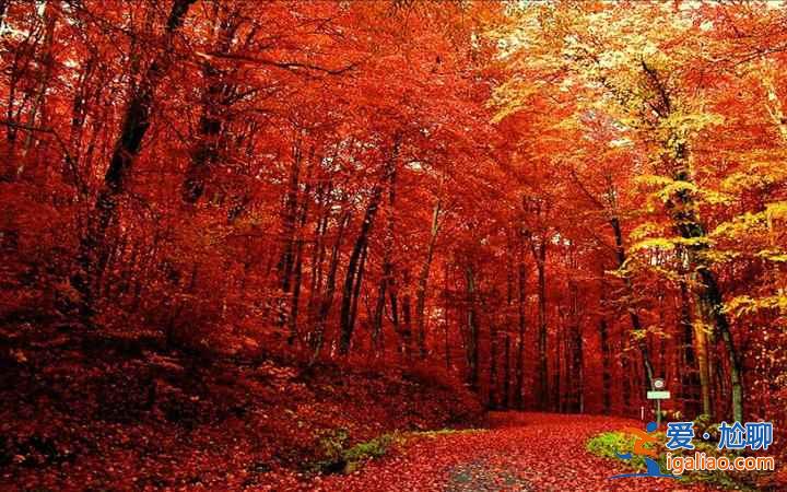 米亞羅紅葉到底怎樣,2018米亞羅紅葉最佳觀賞時間? 米亞羅紅葉到底怎樣,2018米亞羅紅葉最佳觀賞時間?