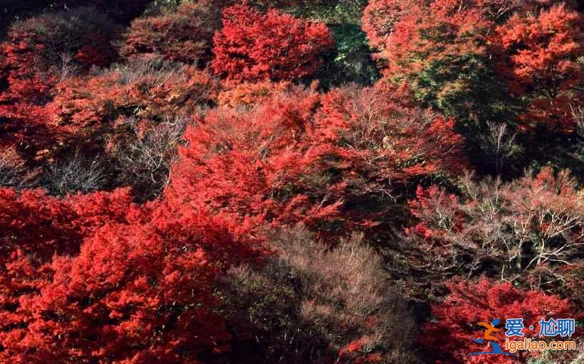 米亞羅紅葉到底怎樣,2018米亞羅紅葉最佳觀賞時間? 米亞羅紅葉到底怎樣,2018米亞羅紅葉最佳觀賞時間?