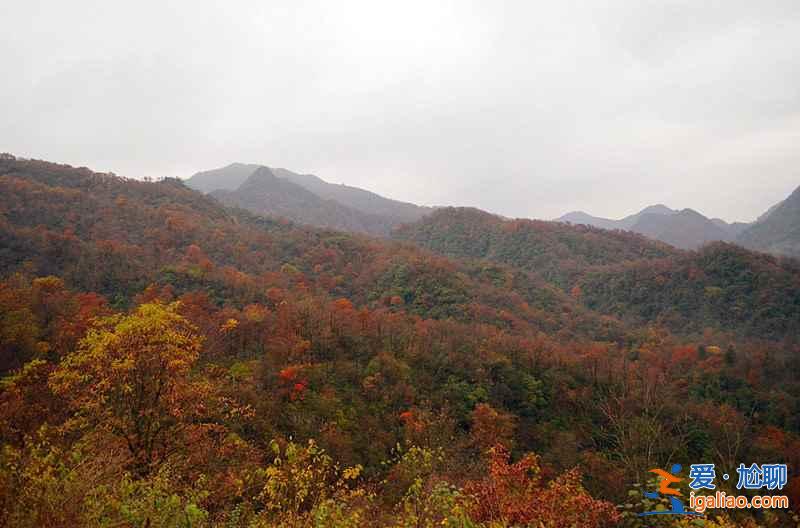 10月下旬，光霧山紅葉進入迎來最佳觀賞時節？