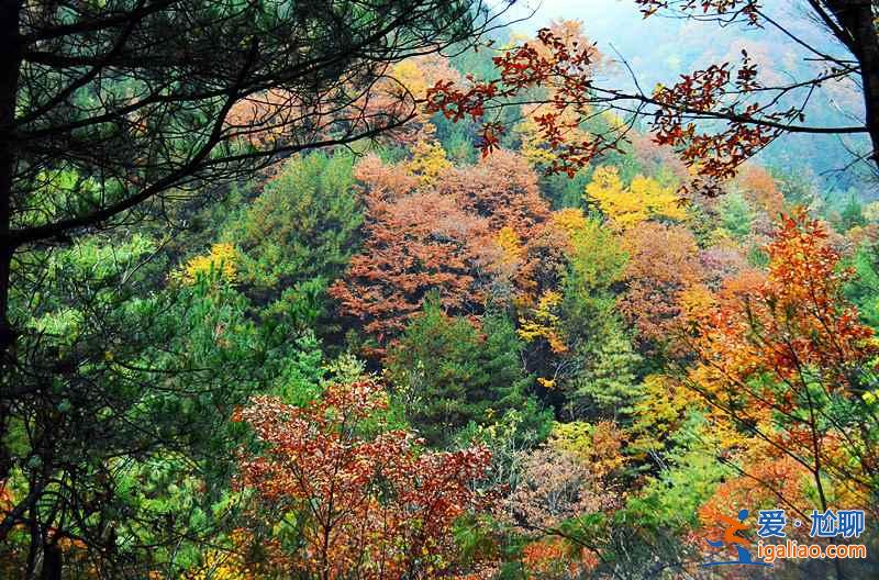10月下旬，光霧山紅葉進入迎來最佳觀賞時節？