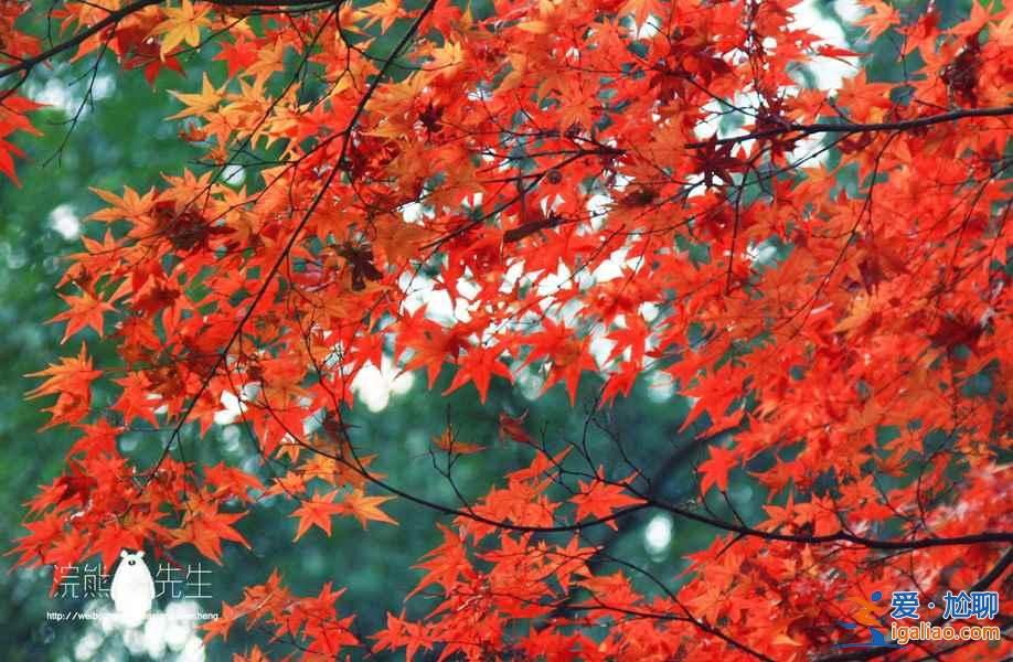 【京都紅葉景點】2018京都紅葉時間及地點？