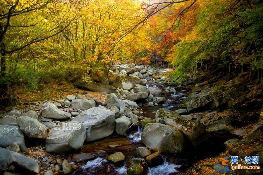 光霧山的紅葉，紅的非常震撼！？