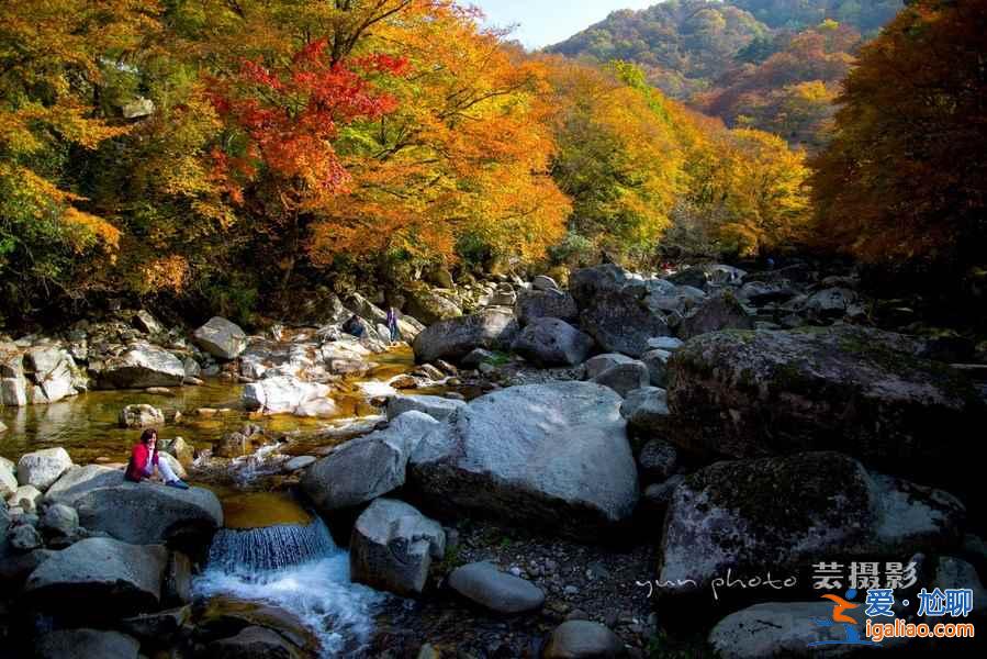 光霧山的紅葉，紅的非常震撼！？