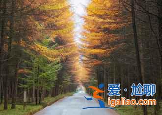 光霧山的紅葉，紅的非常震撼！？